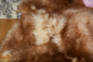 Preview: Ein funkelnder Bernsteintraum voller Eleganz und Raffinesse