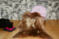 Preview: Ein funkelnder Bernsteintraum voller Eleganz und Raffinesse