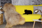 Preview: Öko Lammfell Honey Silbergrau XXXL – Echtes Naturfell Teppich 130cm