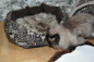 Preview: B-Ware Öko Lammfell Tierbett & Hundebett – Weiches Naturfell 75x50cm