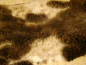 Preview: Lammfell Naturfell Gigant Beige Getupft XXXL