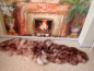 Preview: Lammfell-Teppich Luchs Leo Print 2er XXL Bettvorleger