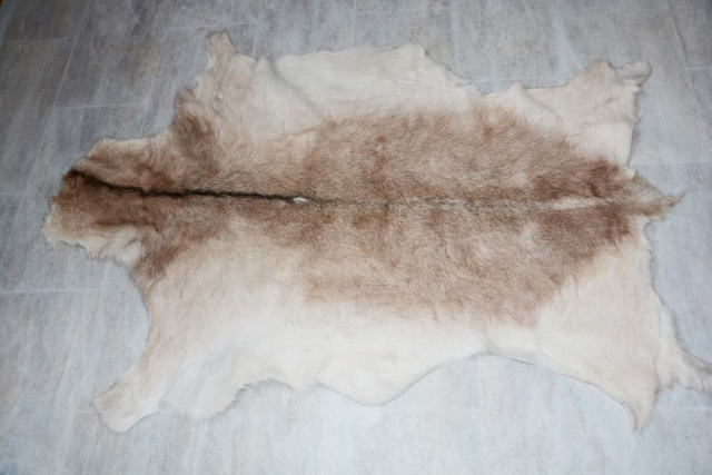 Echtes Rehfell Unikat Dekoration und Wandteppich 130cm