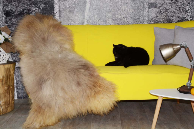 Öko Lammfell Honey Silbergrau XXXL – Echtes Naturfell Teppich 130cm