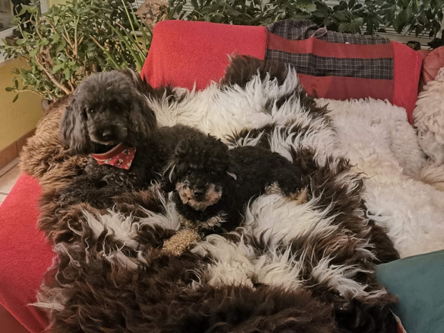 Doppeltes Kuschelglück: Unser Lammfell Twin Set zieht ein
