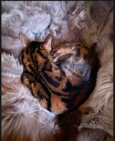 Traumhafter Gesundheitsschlaf: Pure Erholung für Mensch und Kater