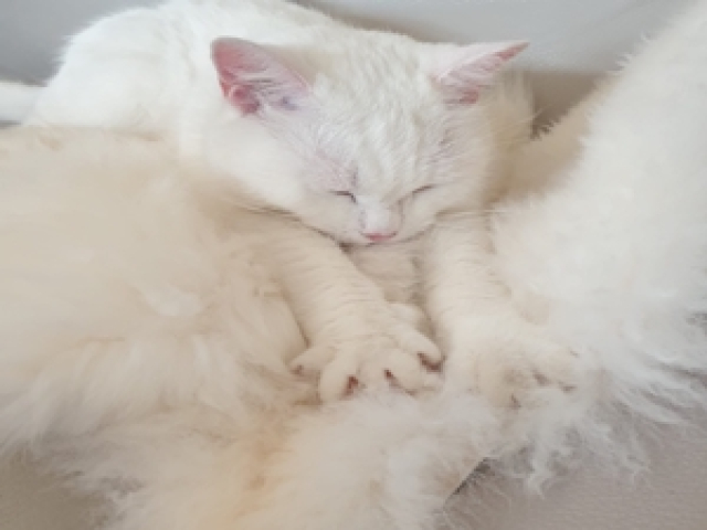 Kuschelplatz am Fenster: Unser Lammfell-Katzenbett im Stammkunden-Test