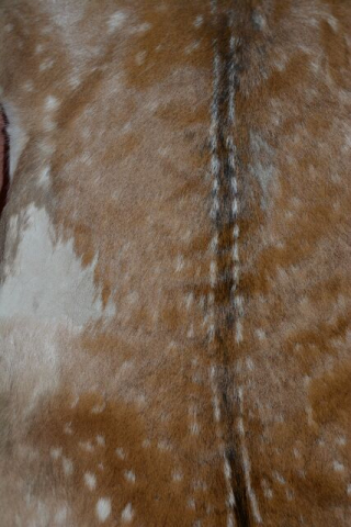 Echtes Damhirsch Wildfell XL (105x85cm) – Naturbelassenes Unikat B-Ware für Deko & Kunsthandwerk