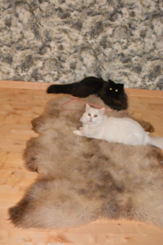 Super Süß Katzen Spielteppich Lammfell Gigant Beige Colore