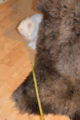 Öko Lammfell Silber Braun XXL Hundebett Ruheplatz