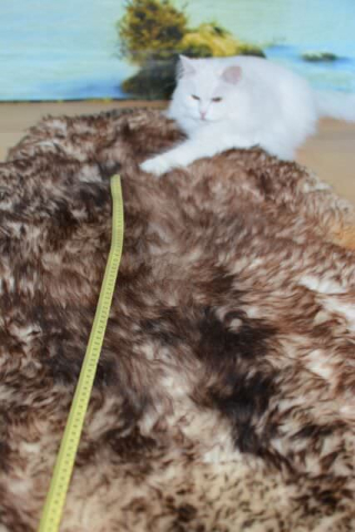 Öko Lammfell Gigant Geflammt XXXL – Wollweißes Naturfell Unikat 150cm