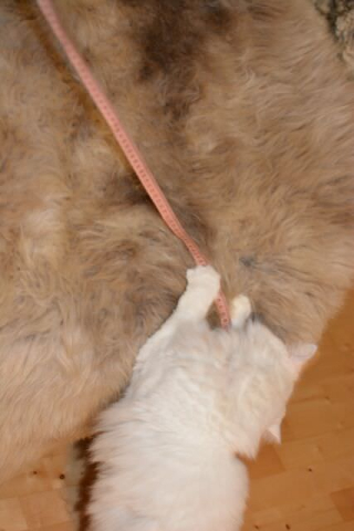 Super Süß Katzen Spielteppich Lammfell Gigant Beige Colore