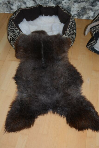 Tierbett Hundebett Kleine Heidschnucke Tricoloure