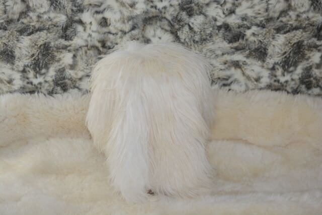 Premium Echtfell Sitzauflage aus Island Lammfell Kuschelweiß