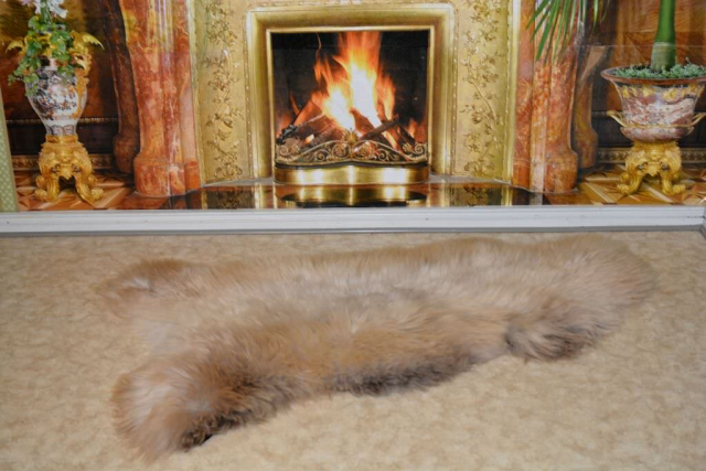 Öko Lammfell Tricolor XXXL Beige – Riesen-Naturfell Unikat 140cm
