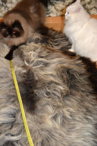 XXL Öko Schaffell Tricolour 160cm – Dreifarbiges Naturfell Unikat
