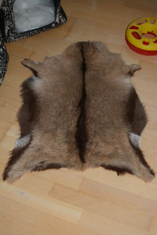 Kleine Feine Schwarzwaldziege Tierbett Einlage