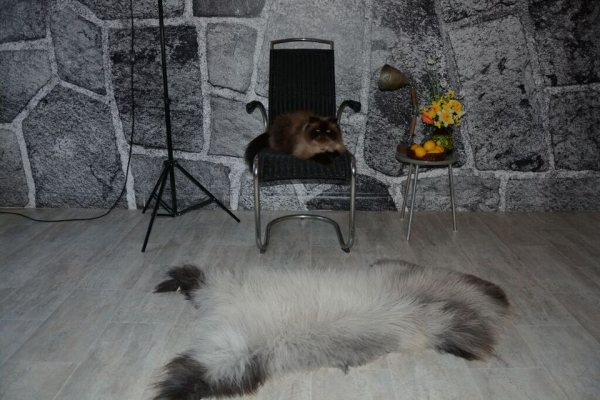 Islandfell Silber Point – Öko-Naturfell Unikat Langhaar 120cm