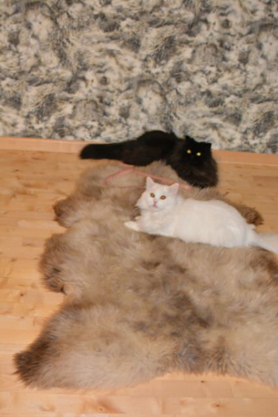 Super Süß Katzen Spielteppich Lammfell Gigant Beige Colore