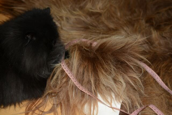 Öko Lammfell Tierbett & Hundebett Haselnuss Beige
