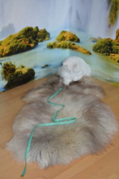 B-Ware Islandfell Triecoloure Dreifarbig Rundschnitt