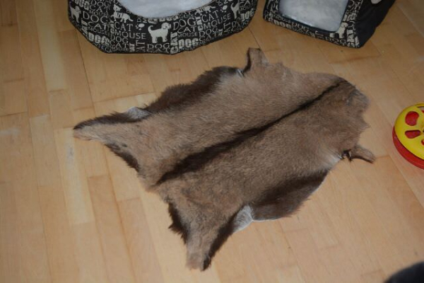 Kleine Feine Schwarzwaldziege Tierbett Einlage