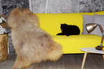 Öko Lammfell Honey Silbergrau XXXL – Echtes Naturfell Teppich 130cm