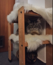 Platz ist in der kleinsten Hütte: Ausgedientes Schuhregal wird zur Katzenoase
