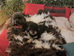 Doppeltes Kuschelglück: Unser Lammfell Twin Set zieht ein