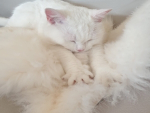 Kuschelplatz am Fenster: Unser Lammfell-Katzenbett im Stammkunden-Test