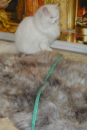 XXXL Lammfell Silber Beige Coloured Bildchön